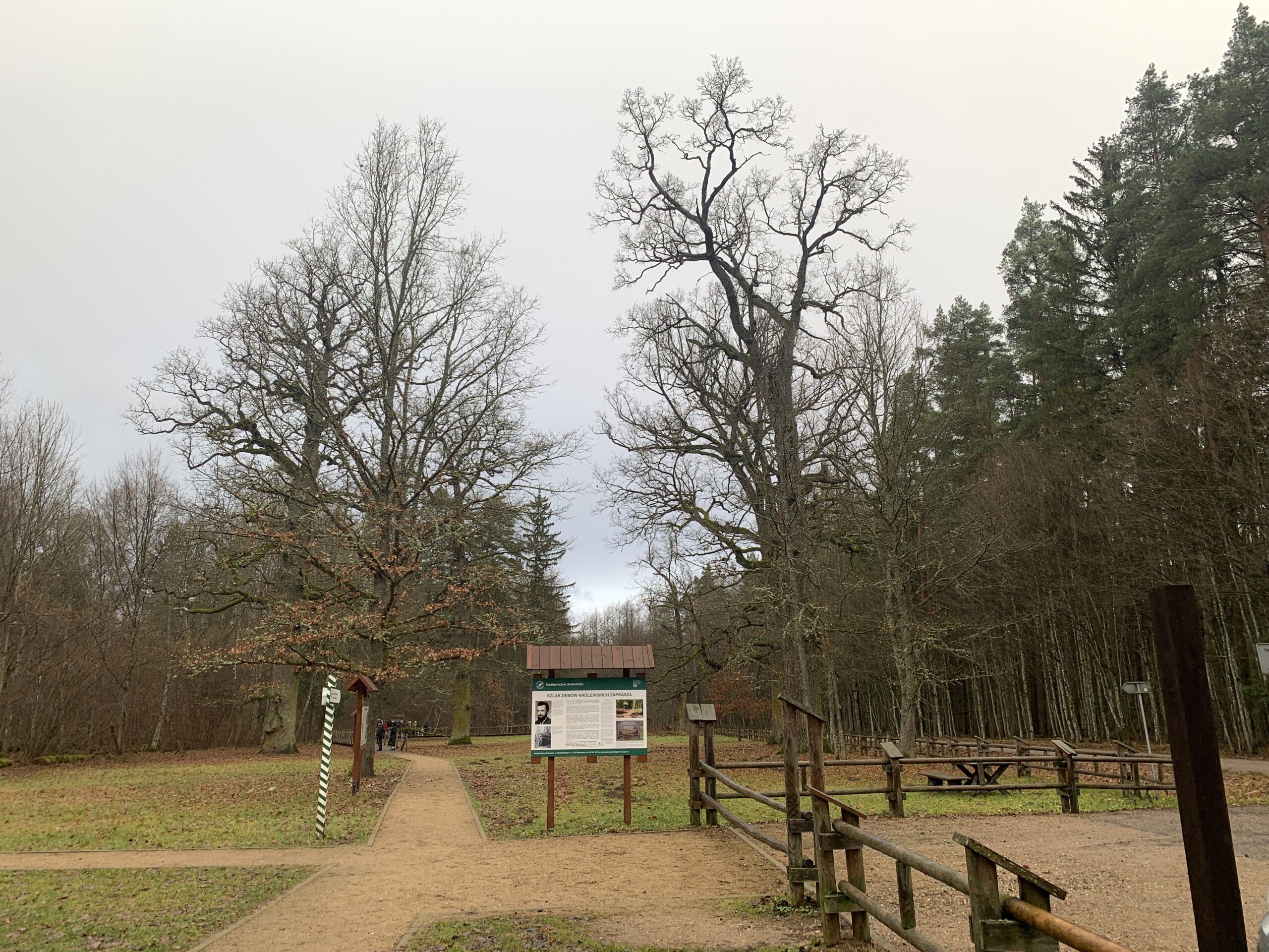 puszcza białowieska